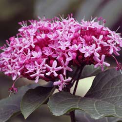 Clérodendron de Bunge / Clerodendron bungei